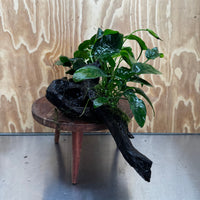Scapeshop.com.au One Only Double Anubias Nana on Extra-Large Driftwood  - One Only - Dramatic Double Anubias Nana on Extra-Large Driftwood  - One Only - Dramatic