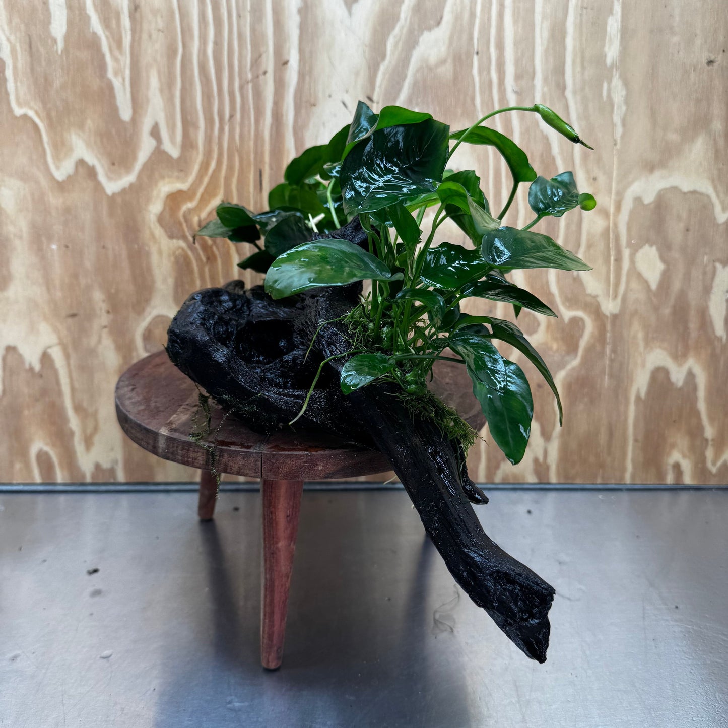 Scapeshop.com.au One Only Double Anubias Nana on Extra-Large Driftwood  - One Only - Dramatic Double Anubias Nana on Extra-Large Driftwood  - One Only - Dramatic
