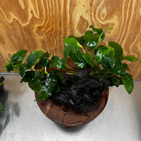 Scapeshop.com.au One Only Double Anubias Nana on Extra-Large Driftwood  - One Only - Dramatic Double Anubias Nana on Extra-Large Driftwood  - One Only - Dramatic