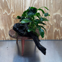 Scapeshop.com.au One Only Double Anubias Nana on Extra-Large Driftwood  - One Only - Dramatic Double Anubias Nana on Extra-Large Driftwood  - One Only - Dramatic