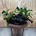 Scapeshop.com.au One Only Double Anubias Nana on Extra-Large Driftwood  - One Only - Dramatic Double Anubias Nana on Extra-Large Driftwood  - One Only - Dramatic