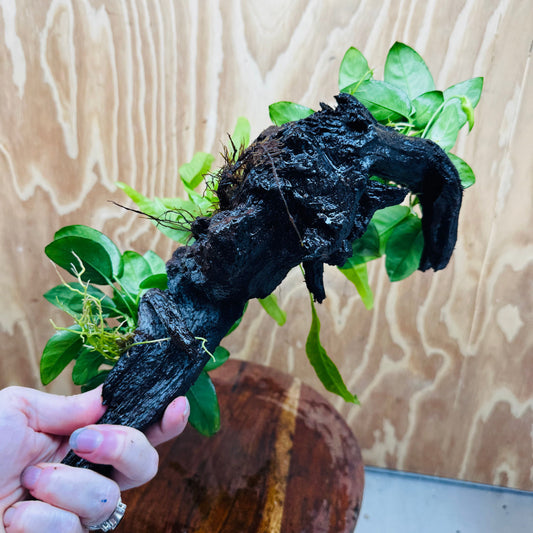 Scapeshop.com.au One Only Double Anubias Nana plus Indo Microsorum (Java Fern) Driftwood Creation - One Only - Fantastic Double Anubias Nana plus Indo Microsorum (Java Fern) Driftwood Creation - One Only - Fantastic