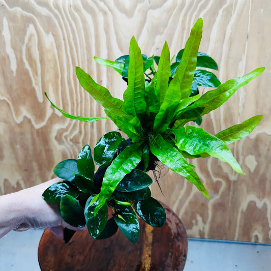 Scapeshop.com.au One Only Double Anubias Nana plus Indo Microsorum (Java Fern) Driftwood Creation - One Only - Fantastic Double Anubias Nana plus Indo Microsorum (Java Fern) Driftwood Creation - One Only - Fantastic