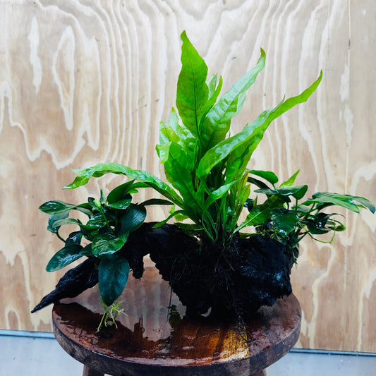 Scapeshop.com.au One Only Double Anubias Nana plus Indo Microsorum (Java Fern) Driftwood Creation - One Only - Fantastic Double Anubias Nana plus Indo Microsorum (Java Fern) Driftwood Creation - One Only - Fantastic