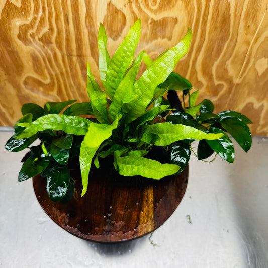 Scapeshop.com.au One Only Double Anubias Nana plus Indo Microsorum (Java Fern) Driftwood Creation - One Only - Fantastic Double Anubias Nana plus Indo Microsorum (Java Fern) Driftwood Creation - One Only - Fantastic