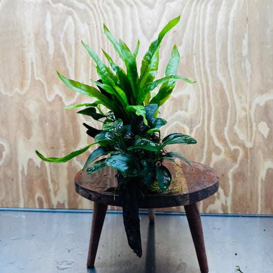 Scapeshop.com.au One Only Double Anubias Nana plus Indo Microsorum (Java Fern) Driftwood Creation - One Only - Fantastic Double Anubias Nana plus Indo Microsorum (Java Fern) Driftwood Creation - One Only - Fantastic