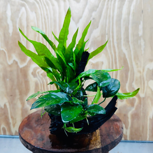 Scapeshop.com.au One Only Double Anubias Nana plus Indo Microsorum (Java Fern) Driftwood Creation - One Only - Fantastic Double Anubias Nana plus Indo Microsorum (Java Fern) Driftwood Creation - One Only - Fantastic