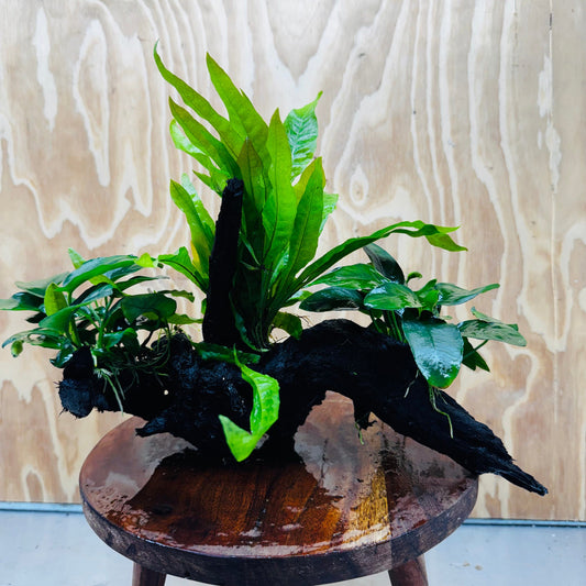 Scapeshop.com.au One Only Double Anubias Nana plus Indo Microsorum (Java Fern) Driftwood Creation - One Only - Fantastic Double Anubias Nana plus Indo Microsorum (Java Fern) Driftwood Creation - One Only - Fantastic