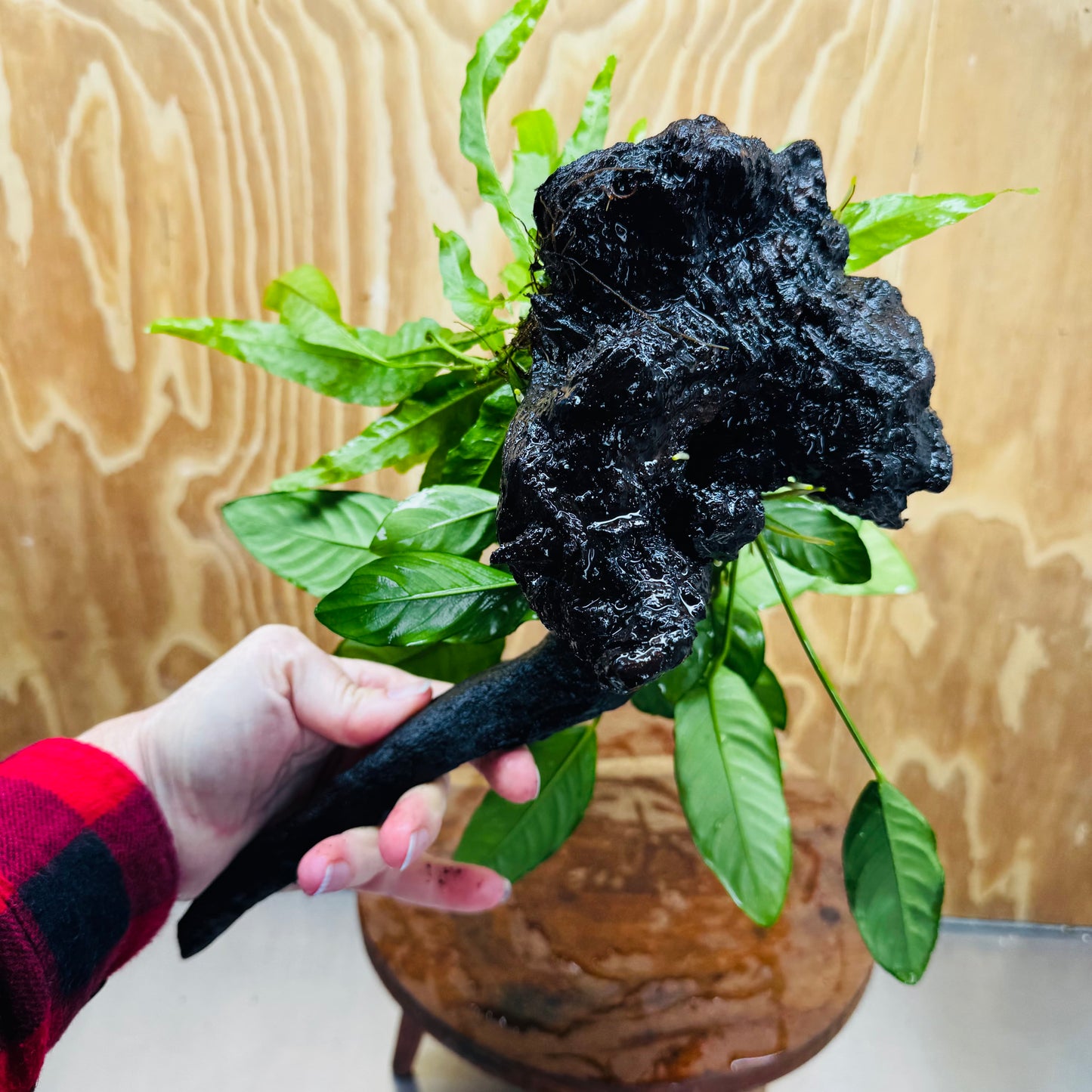 Scapeshop.com.au One Only Double Anubias - Paco and Lucy Plus Microsorum 'Indo'(Java Fern) Driftwood Creation - One Only - Flamboyant Double Anubias - Paco and Lucy Plus Microsorum 'Indo'(Java Fern) Driftwood Creation - One Only - Flamboyant