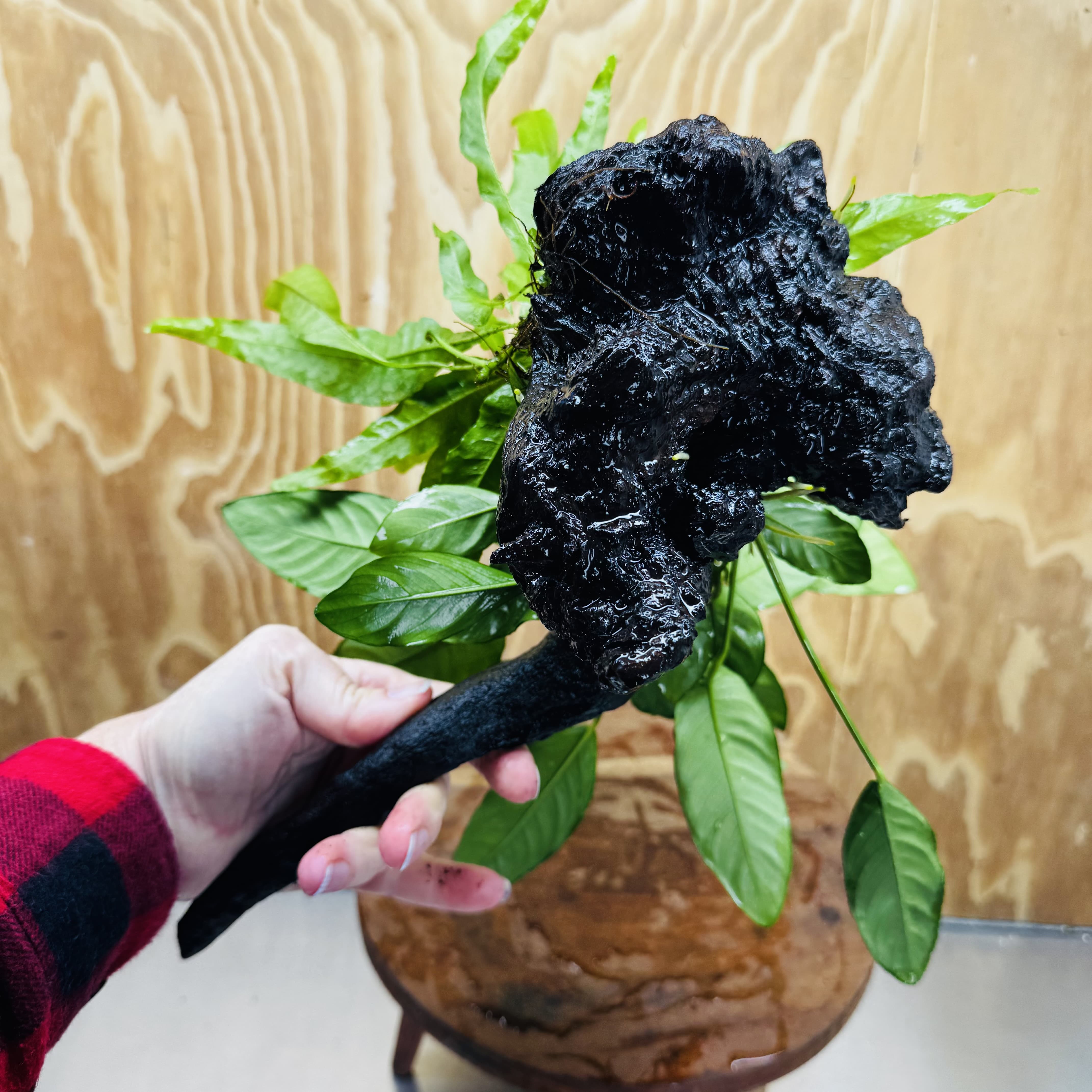 Scapeshop.com.au One Only Double Anubias - Paco and Lucy Plus Microsorum 'Indo'(Java Fern) Driftwood Creation - One Only - Flamboyant Double Anubias - Paco and Lucy Plus Microsorum 'Indo'(Java Fern) Driftwood Creation - One Only - Flamboyant