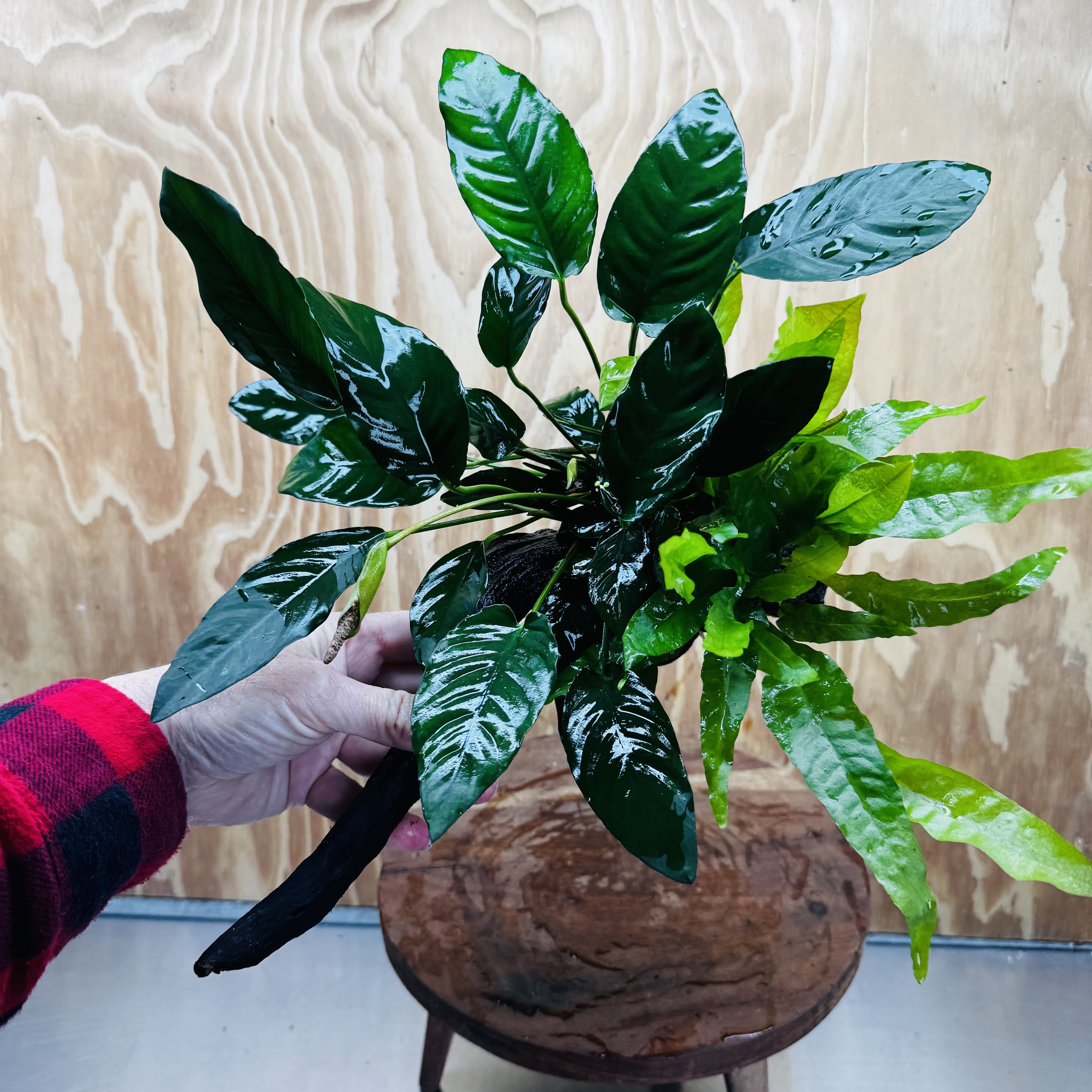 Scapeshop.com.au One Only Double Anubias - Paco and Lucy Plus Microsorum 'Indo'(Java Fern) Driftwood Creation - One Only - Flamboyant Double Anubias - Paco and Lucy Plus Microsorum 'Indo'(Java Fern) Driftwood Creation - One Only - Flamboyant