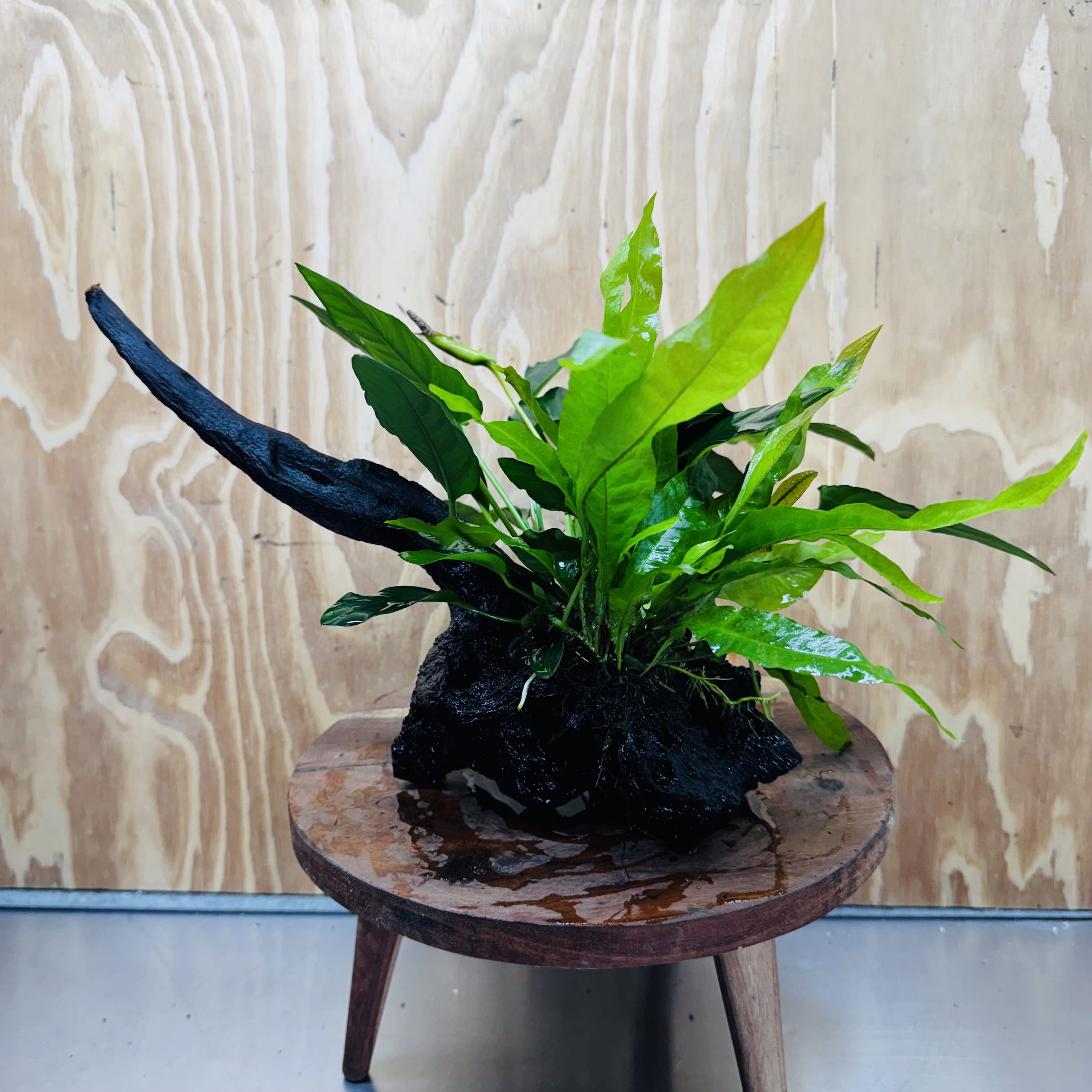 Scapeshop.com.au One Only Double Anubias - Paco and Lucy Plus Microsorum 'Indo'(Java Fern) Driftwood Creation - One Only - Flamboyant Double Anubias - Paco and Lucy Plus Microsorum 'Indo'(Java Fern) Driftwood Creation - One Only - Flamboyant
