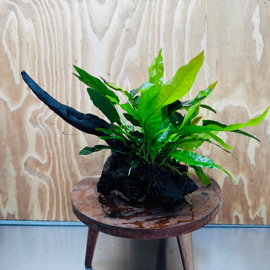 Scapeshop.com.au One Only Double Anubias - Paco and Lucy Plus Microsorum 'Indo'(Java Fern) Driftwood Creation - One Only - Flamboyant Double Anubias - Paco and Lucy Plus Microsorum 'Indo'(Java Fern) Driftwood Creation - One Only - Flamboyant