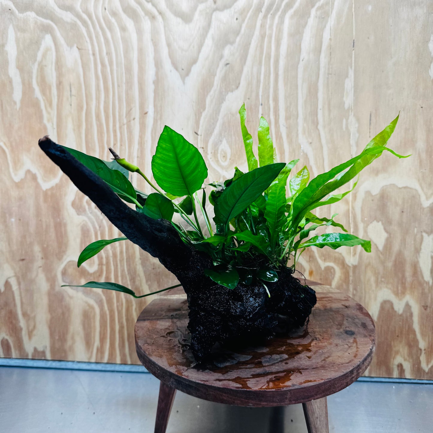 Scapeshop.com.au One Only Double Anubias - Paco and Lucy Plus Microsorum 'Indo'(Java Fern) Driftwood Creation - One Only - Flamboyant Double Anubias - Paco and Lucy Plus Microsorum 'Indo'(Java Fern) Driftwood Creation - One Only - Flamboyant