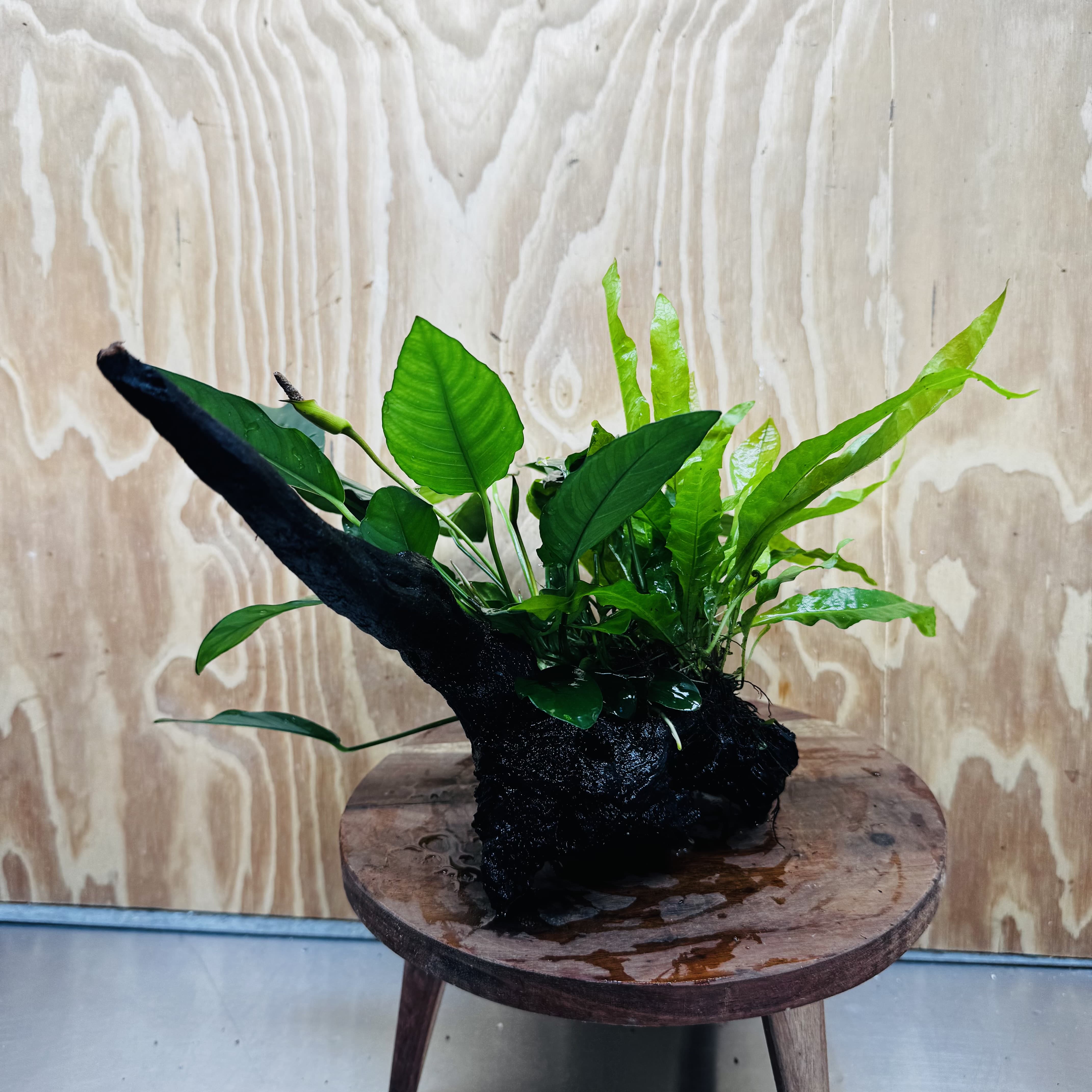 Scapeshop.com.au One Only Double Anubias - Paco and Lucy Plus Microsorum 'Indo'(Java Fern) Driftwood Creation - One Only - Flamboyant Double Anubias - Paco and Lucy Plus Microsorum 'Indo'(Java Fern) Driftwood Creation - One Only - Flamboyant
