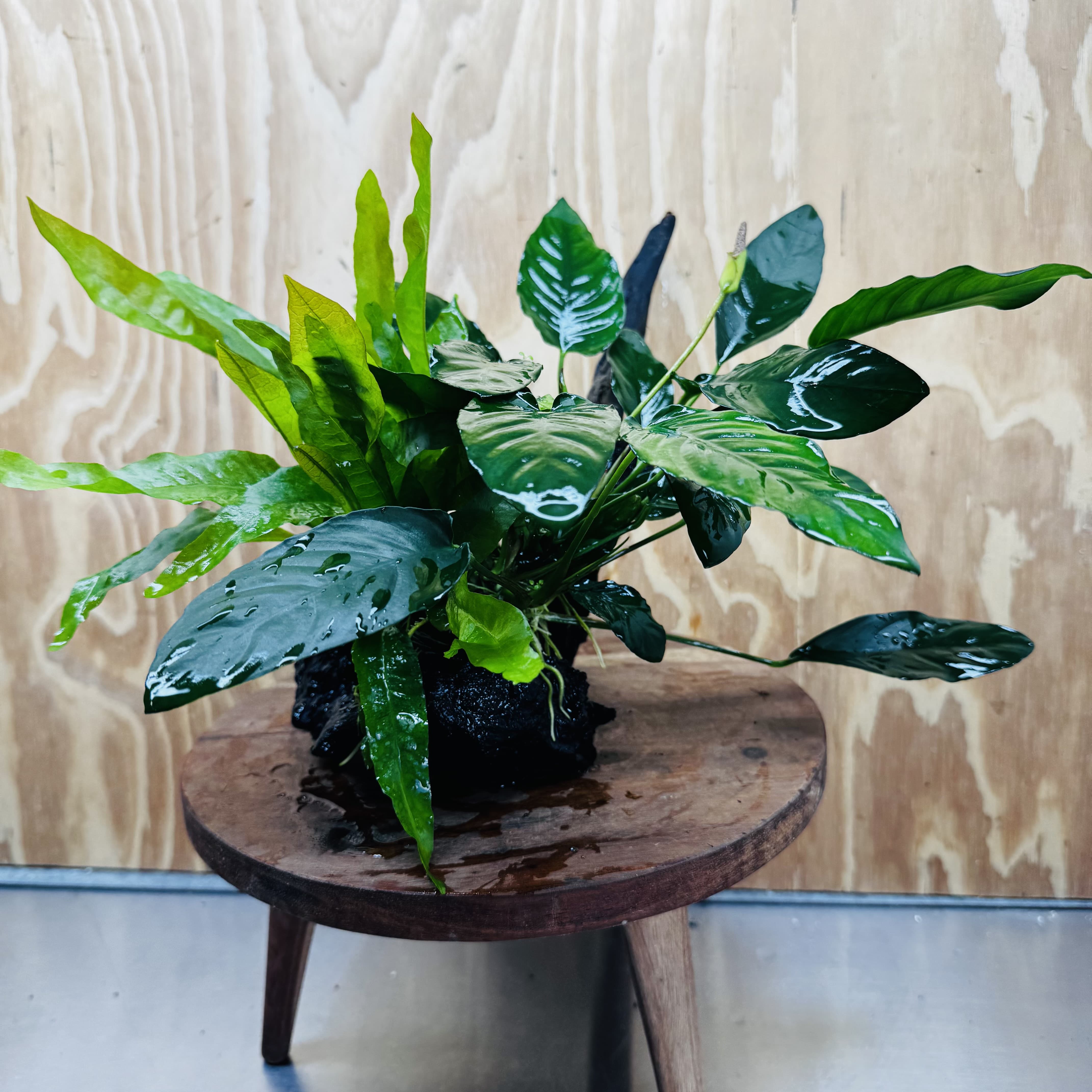 Scapeshop.com.au One Only Double Anubias - Paco and Lucy Plus Microsorum 'Indo'(Java Fern) Driftwood Creation - One Only - Flamboyant Double Anubias - Paco and Lucy Plus Microsorum 'Indo'(Java Fern) Driftwood Creation - One Only - Flamboyant