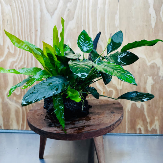 Scapeshop.com.au One Only Double Anubias - Paco and Lucy Plus Microsorum 'Indo'(Java Fern) Driftwood Creation - One Only - Flamboyant Double Anubias - Paco and Lucy Plus Microsorum 'Indo'(Java Fern) Driftwood Creation - One Only - Flamboyant
