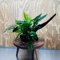 Scapeshop.com.au One Only Double Anubias - Paco and Lucy Plus Microsorum 'Indo'(Java Fern) Driftwood Creation - One Only - Flamboyant Double Anubias - Paco and Lucy Plus Microsorum 'Indo'(Java Fern) Driftwood Creation - One Only - Flamboyant