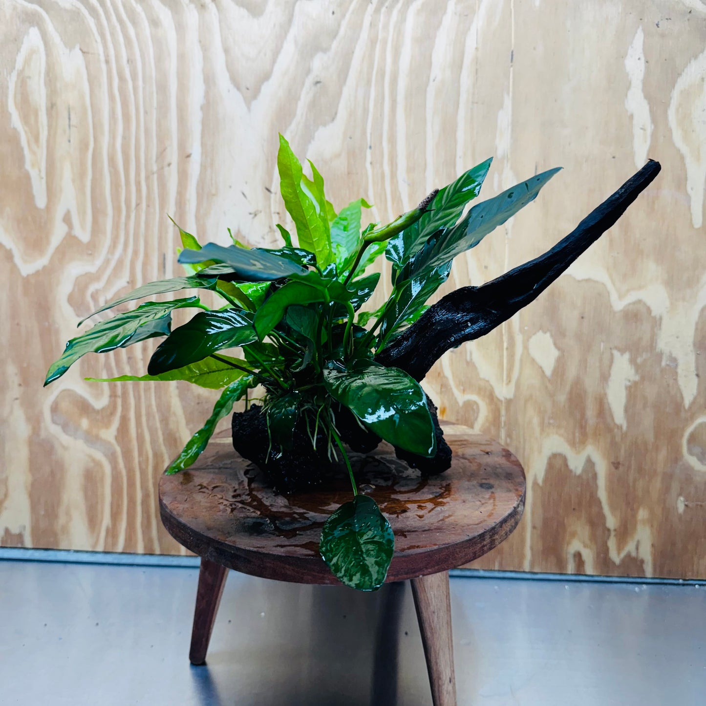 Scapeshop.com.au One Only Double Anubias - Paco and Lucy Plus Microsorum 'Indo'(Java Fern) Driftwood Creation - One Only - Flamboyant Double Anubias - Paco and Lucy Plus Microsorum 'Indo'(Java Fern) Driftwood Creation - One Only - Flamboyant