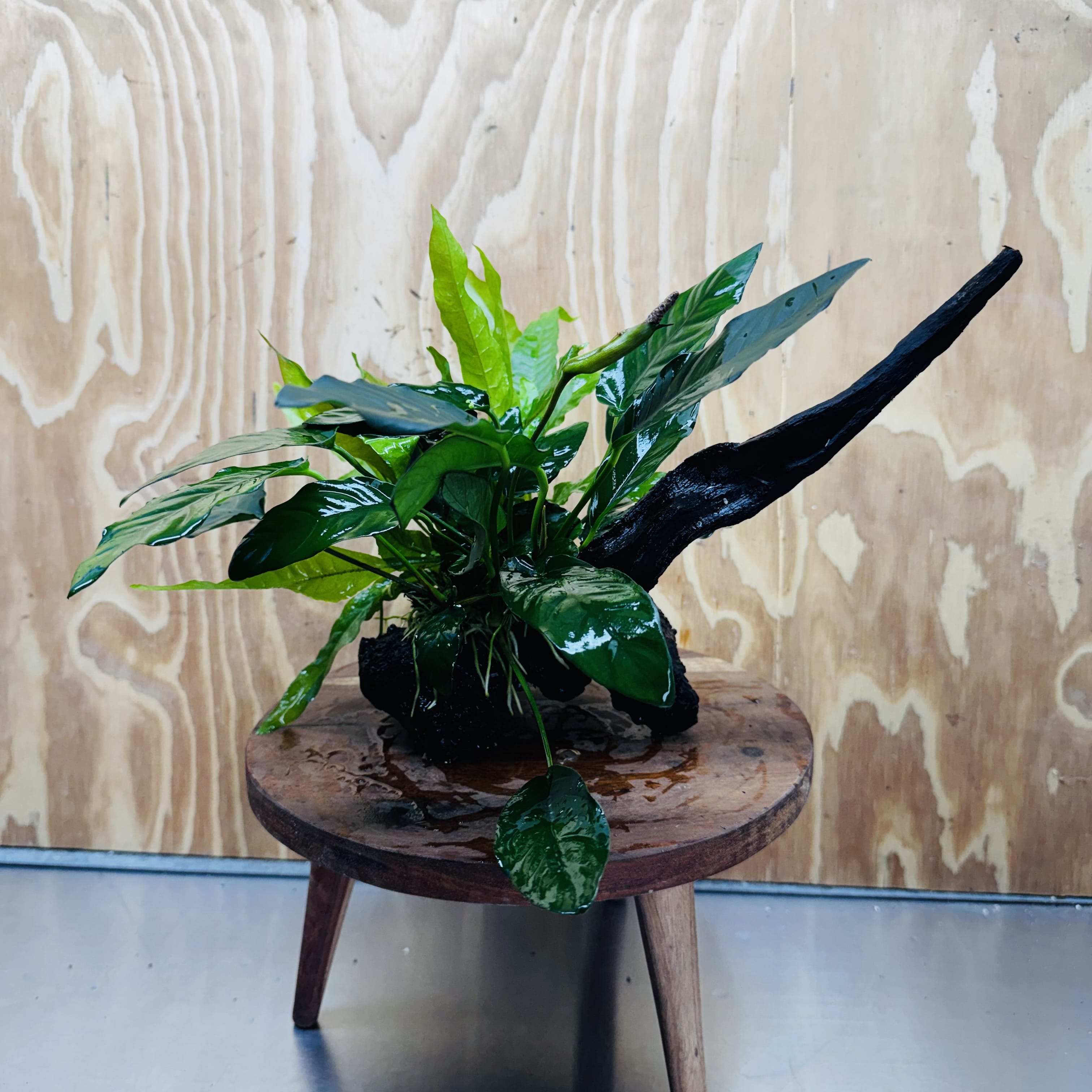 Scapeshop.com.au One Only Double Anubias - Paco and Lucy Plus Microsorum 'Indo'(Java Fern) Driftwood Creation - One Only - Flamboyant Double Anubias - Paco and Lucy Plus Microsorum 'Indo'(Java Fern) Driftwood Creation - One Only - Flamboyant