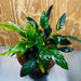Scapeshop.com.au One Only Double Anubias - Paco and Lucy Plus Microsorum 'Indo'(Java Fern) Driftwood Creation - One Only - Flamboyant Double Anubias - Paco and Lucy Plus Microsorum 'Indo'(Java Fern) Driftwood Creation - One Only - Flamboyant
