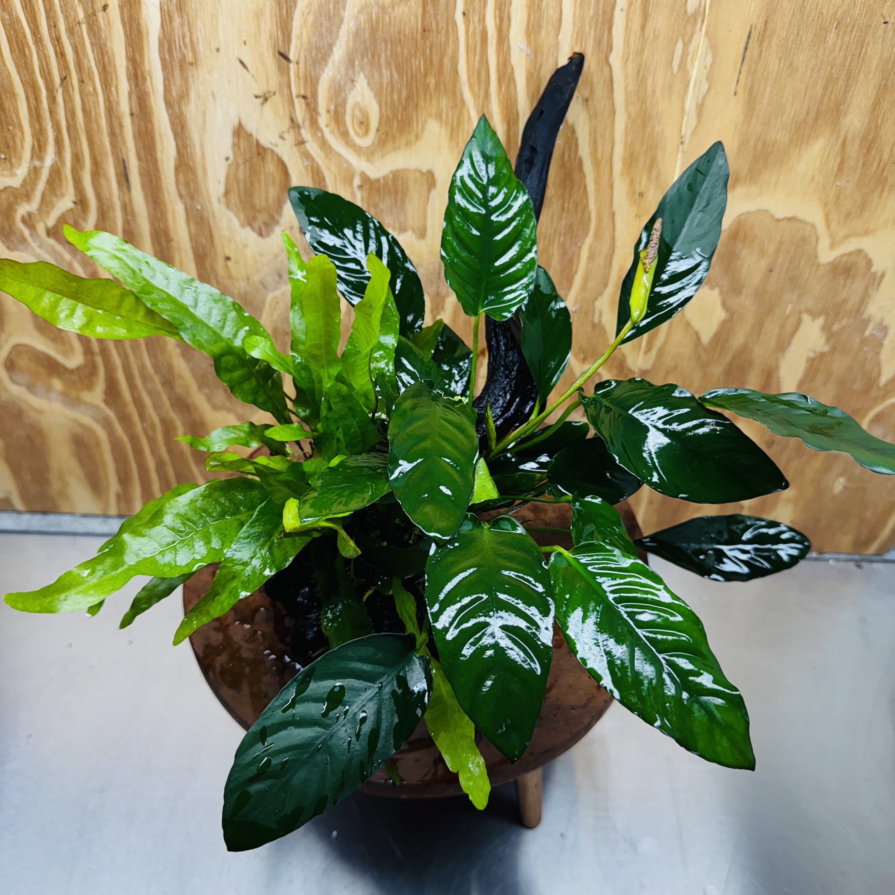 Scapeshop.com.au One Only Double Anubias - Paco and Lucy Plus Microsorum 'Indo'(Java Fern) Driftwood Creation - One Only - Flamboyant Double Anubias - Paco and Lucy Plus Microsorum 'Indo'(Java Fern) Driftwood Creation - One Only - Flamboyant