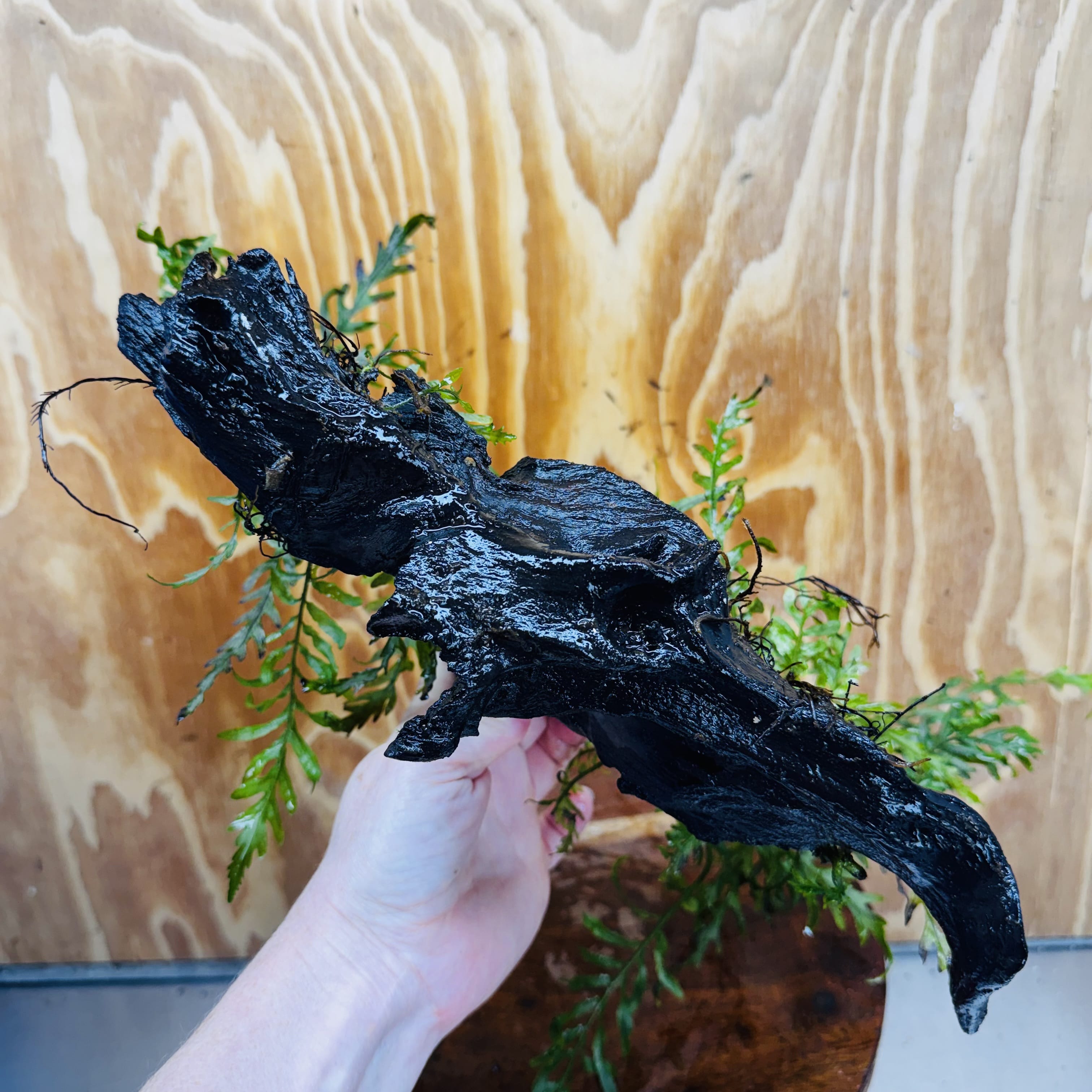 Scapeshop.com.au One Only Double Bolbitis Driftwood Creation - One Only - Landscape Buy Double Bolbitis Driftwood Creation - One Only - Aquarium Plants Australia