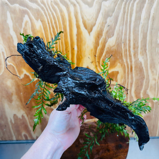 Scapeshop.com.au One Only Double Bolbitis Driftwood Creation - One Only - Landscape Buy Double Bolbitis Driftwood Creation - One Only - Aquarium Plants Australia