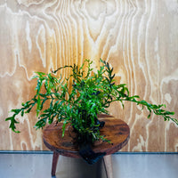 Scapeshop.com.au One Only Double Bolbitis Driftwood Creation - One Only - Landscape Buy Double Bolbitis Driftwood Creation - One Only - Aquarium Plants Australia