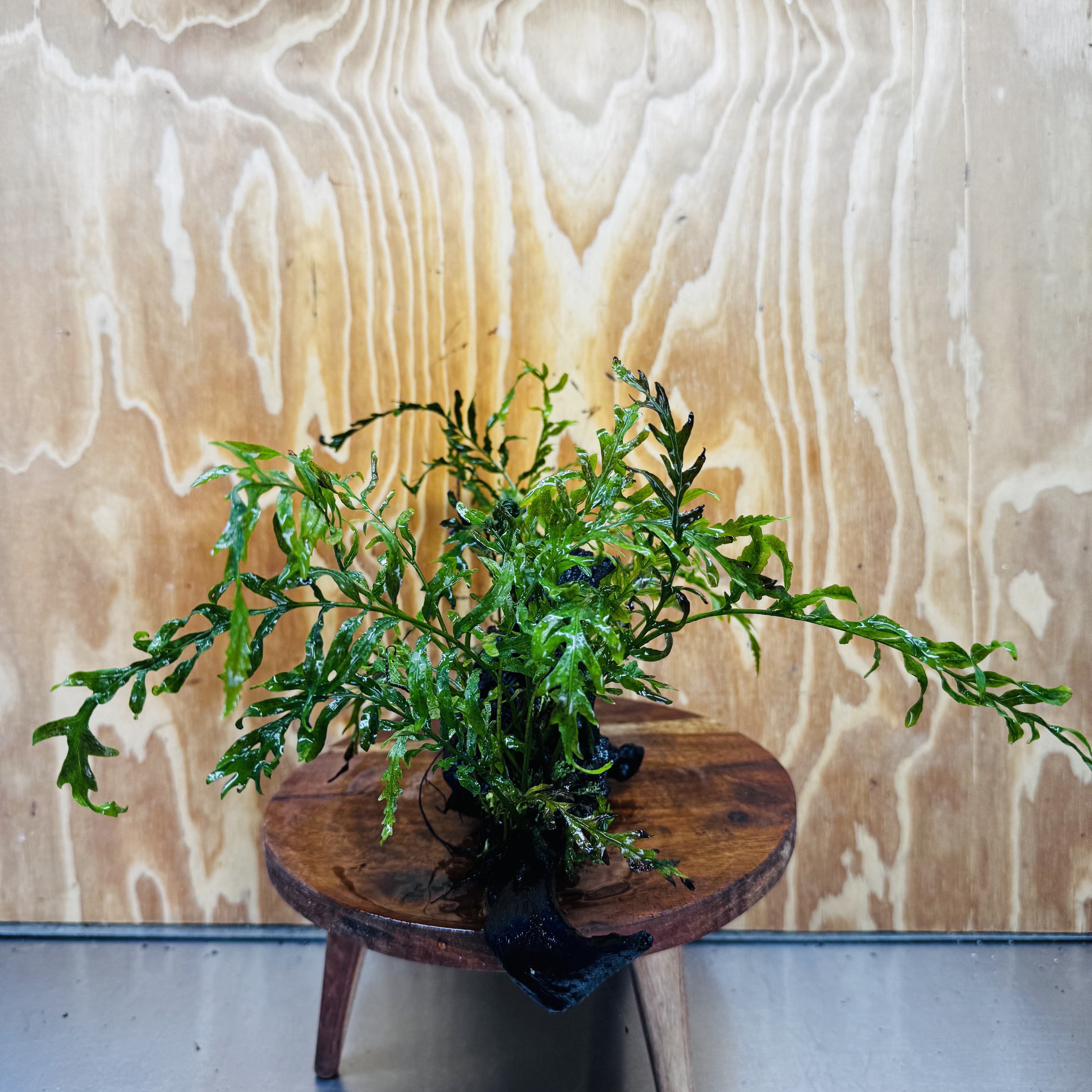 Scapeshop.com.au One Only Double Bolbitis Driftwood Creation - One Only - Landscape Buy Double Bolbitis Driftwood Creation - One Only - Aquarium Plants Australia