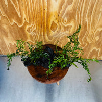 Scapeshop.com.au One Only Double Bolbitis Driftwood Creation - One Only - Landscape Buy Double Bolbitis Driftwood Creation - One Only - Aquarium Plants Australia