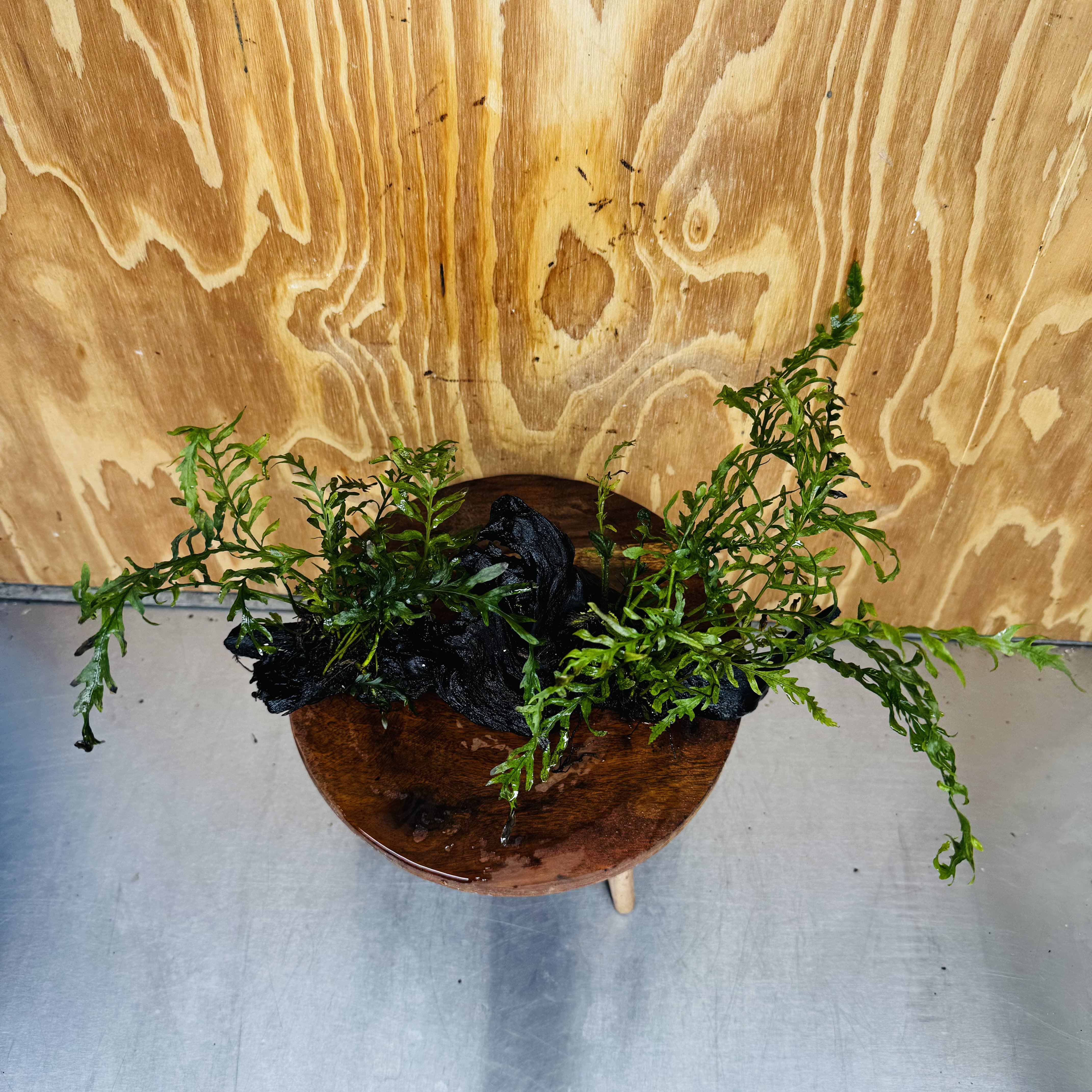 Scapeshop.com.au One Only Double Bolbitis Driftwood Creation - One Only - Landscape Buy Double Bolbitis Driftwood Creation - One Only - Aquarium Plants Australia