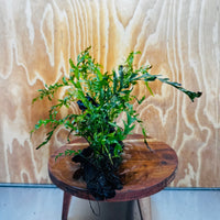 Scapeshop.com.au One Only Double Bolbitis Driftwood Creation - One Only - Landscape Buy Double Bolbitis Driftwood Creation - One Only - Aquarium Plants Australia