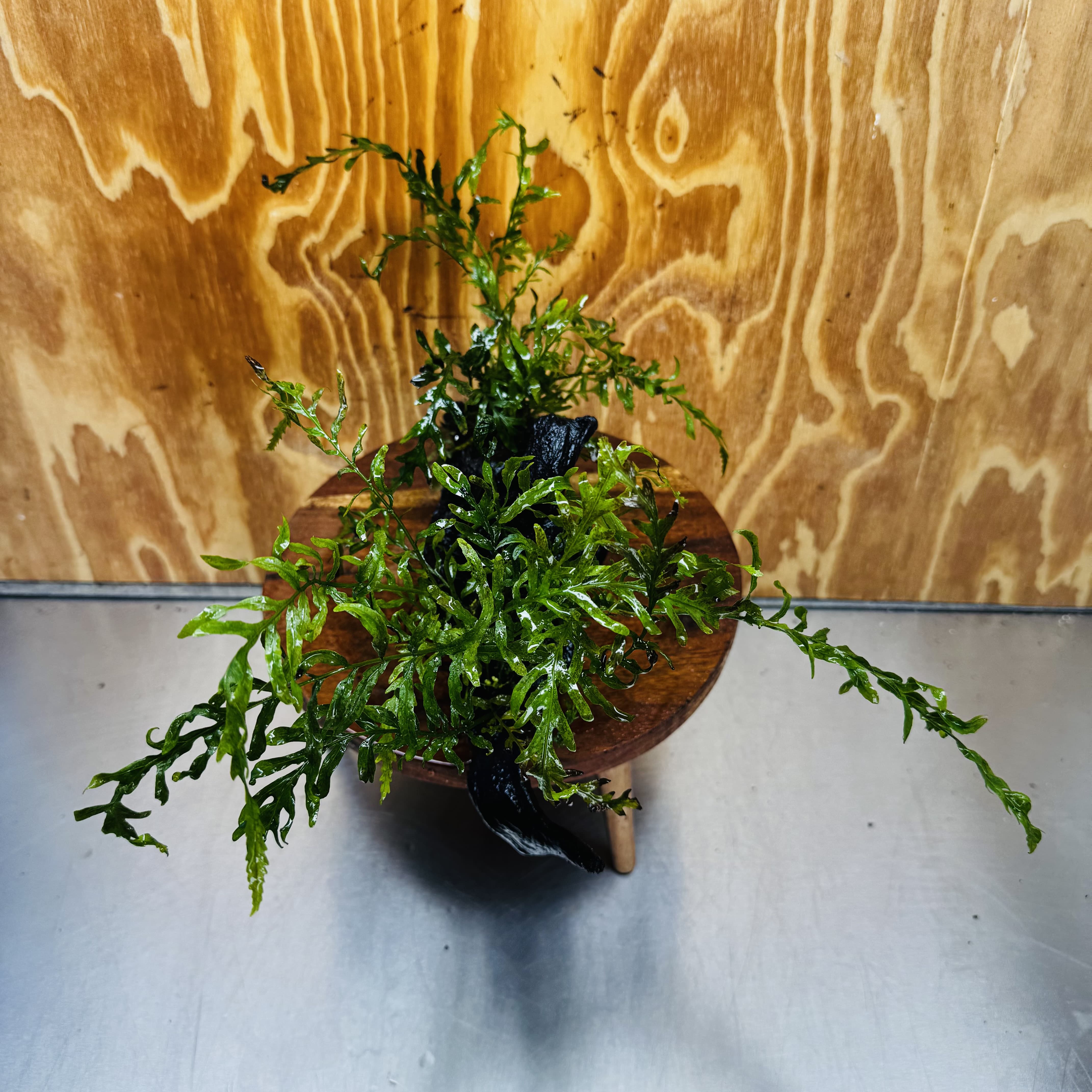 Scapeshop.com.au One Only Double Bolbitis Driftwood Creation - One Only - Landscape Buy Double Bolbitis Driftwood Creation - One Only - Aquarium Plants Australia