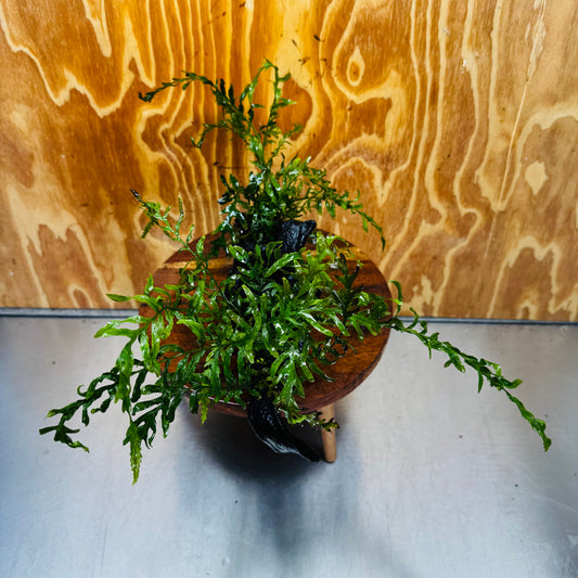 Scapeshop.com.au One Only Double Bolbitis Driftwood Creation - One Only - Landscape Buy Double Bolbitis Driftwood Creation - One Only - Aquarium Plants Australia