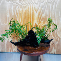 Scapeshop.com.au One Only Double Bolbitis Driftwood Creation - One Only - Landscape Buy Double Bolbitis Driftwood Creation - One Only - Aquarium Plants Australia
