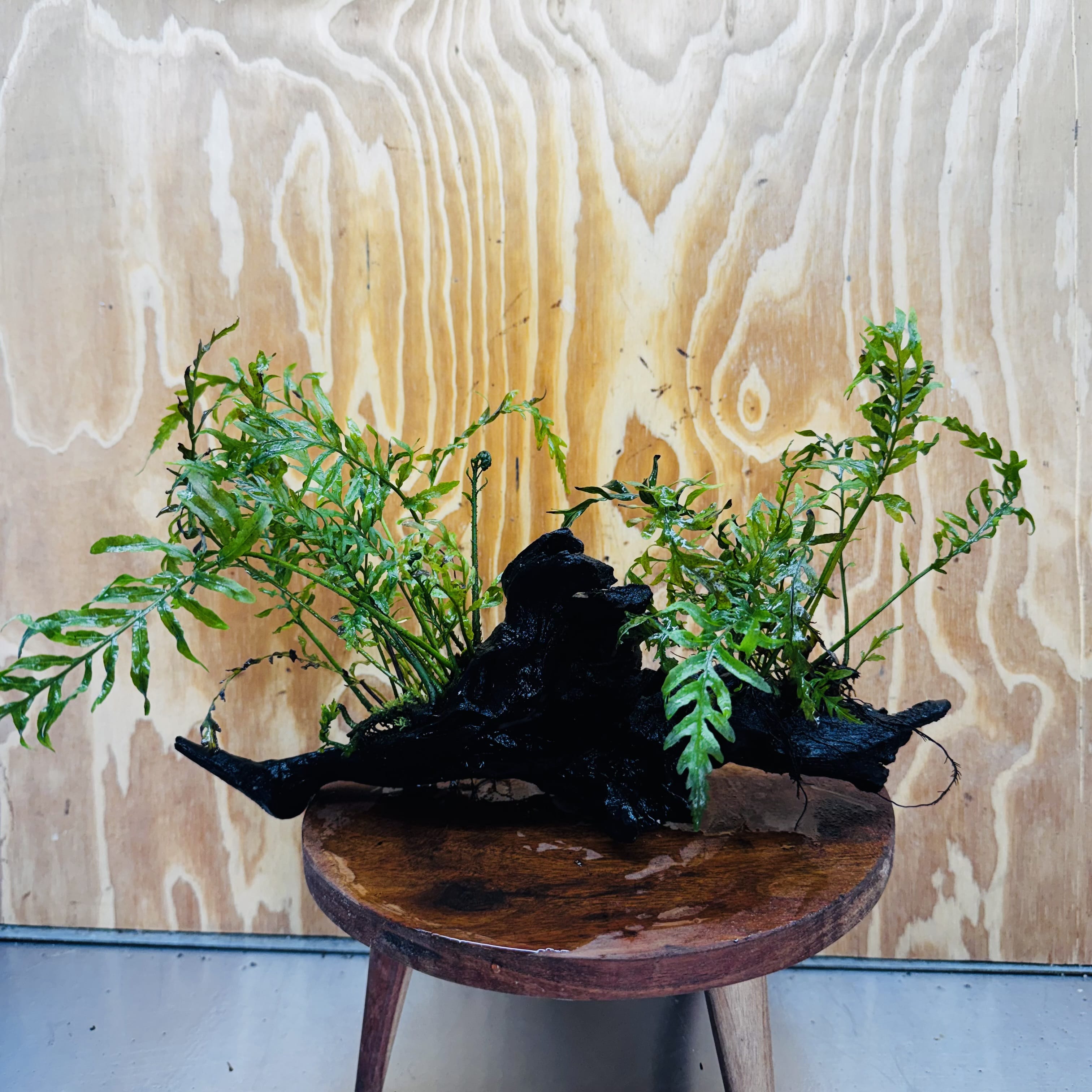 Scapeshop.com.au One Only Double Bolbitis Driftwood Creation - One Only - Landscape Buy Double Bolbitis Driftwood Creation - One Only - Aquarium Plants Australia