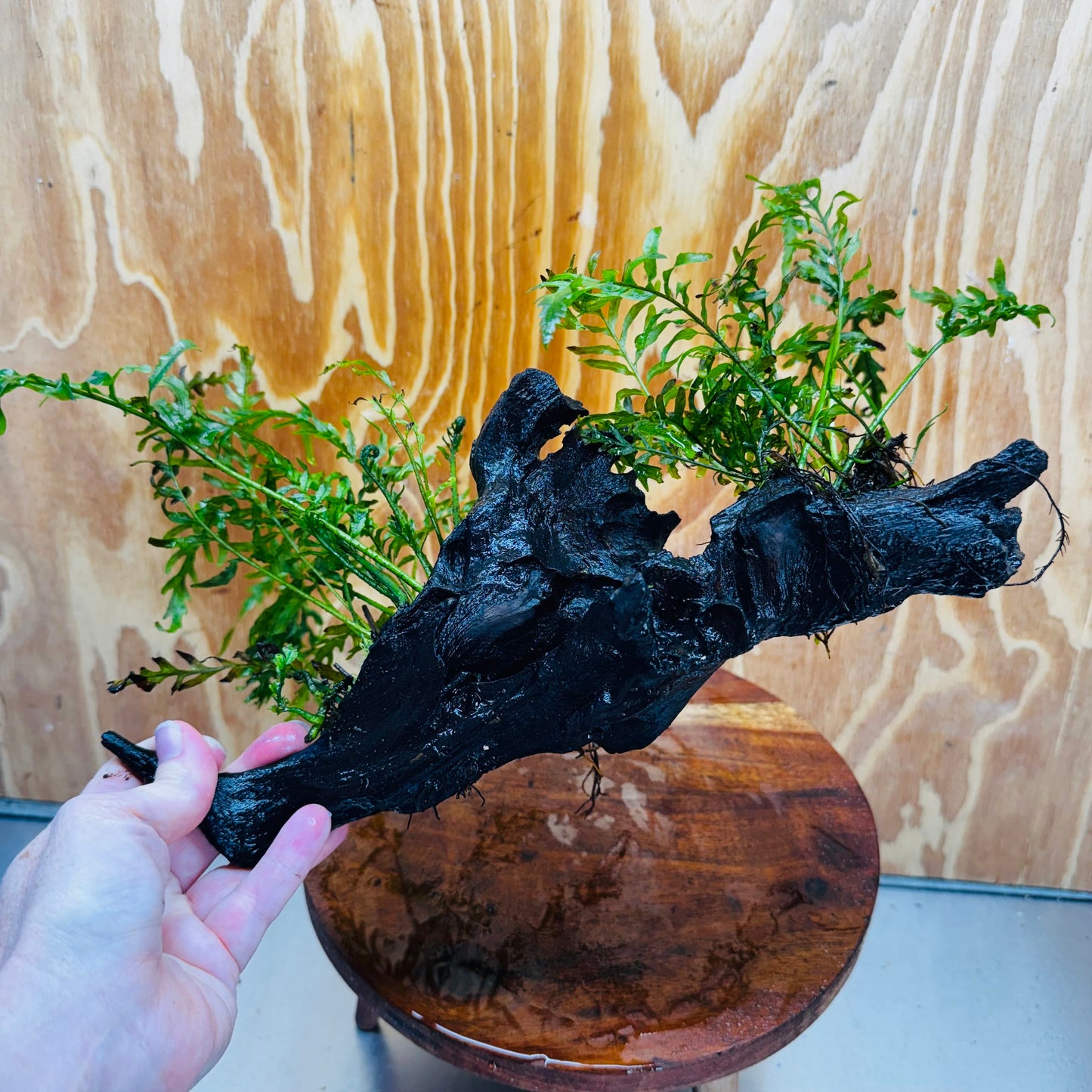 Scapeshop.com.au One Only Double Bolbitis Driftwood Creation - One Only - Landscape Buy Double Bolbitis Driftwood Creation - One Only - Aquarium Plants Australia