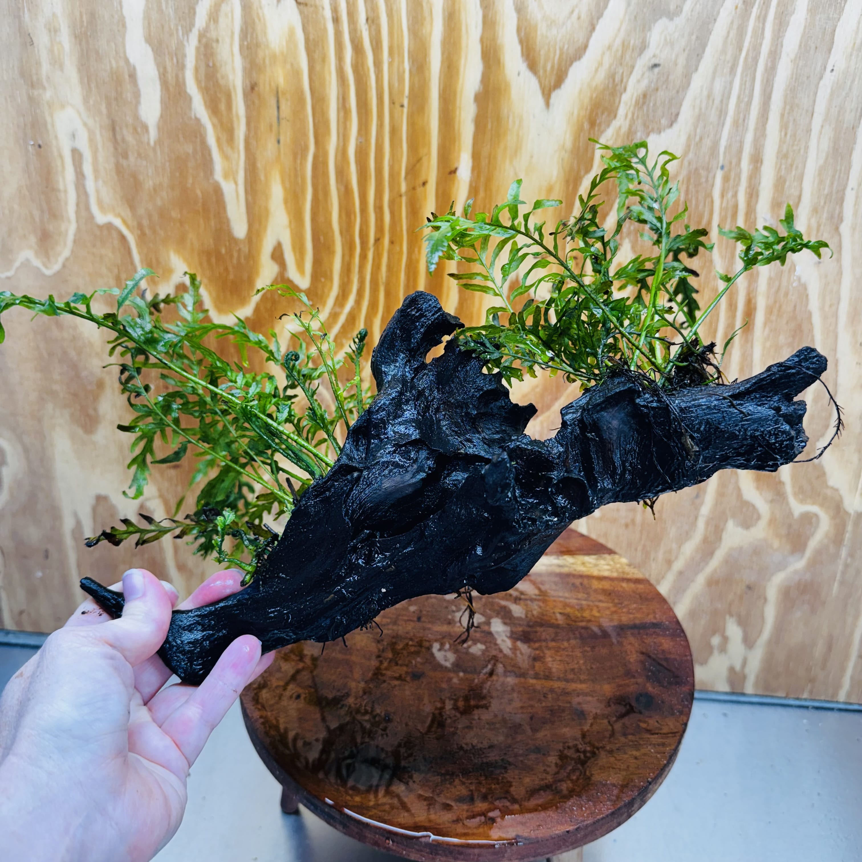 Scapeshop.com.au One Only Double Bolbitis Driftwood Creation - One Only - Landscape Buy Double Bolbitis Driftwood Creation - One Only - Aquarium Plants Australia