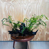 Scapeshop.com.au One Only Double Bolbitis Driftwood Creation - One Only - Landscape Buy Double Bolbitis Driftwood Creation - One Only - Aquarium Plants Australia
