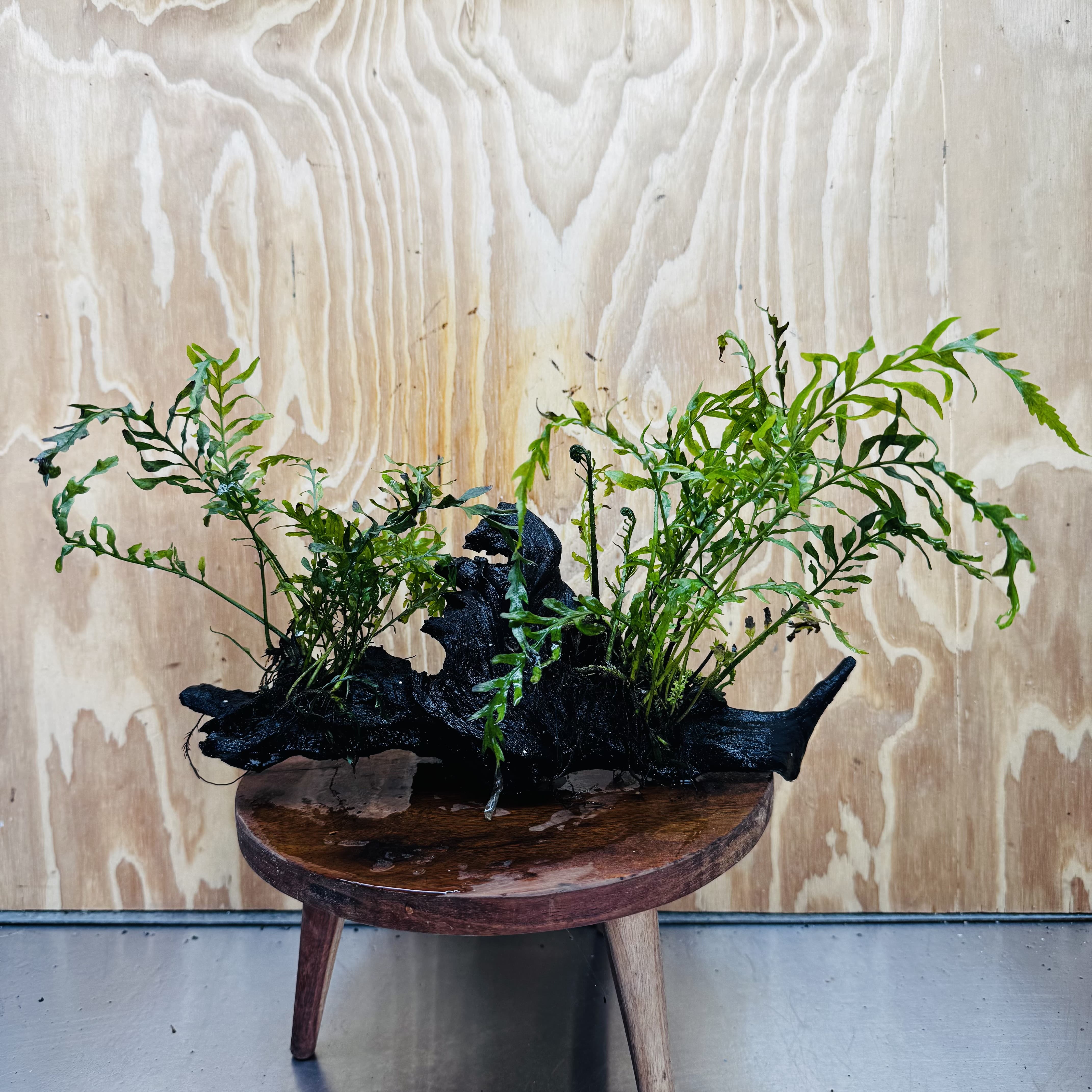 Scapeshop.com.au One Only Double Bolbitis Driftwood Creation - One Only - Landscape Buy Double Bolbitis Driftwood Creation - One Only - Aquarium Plants Australia