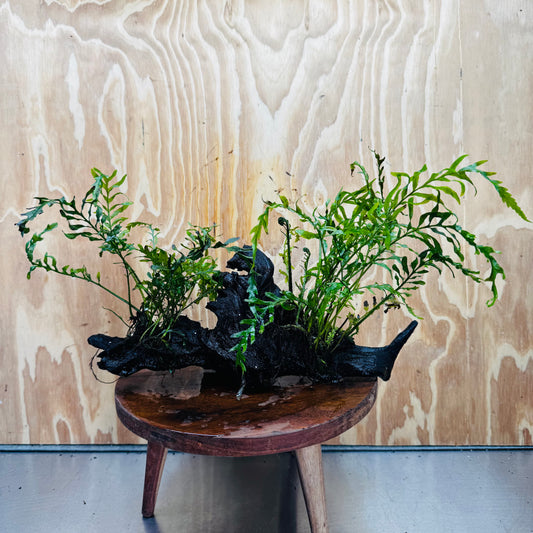 Scapeshop.com.au One Only Double Bolbitis Driftwood Creation - One Only - Landscape Buy Double Bolbitis Driftwood Creation - One Only - Aquarium Plants Australia