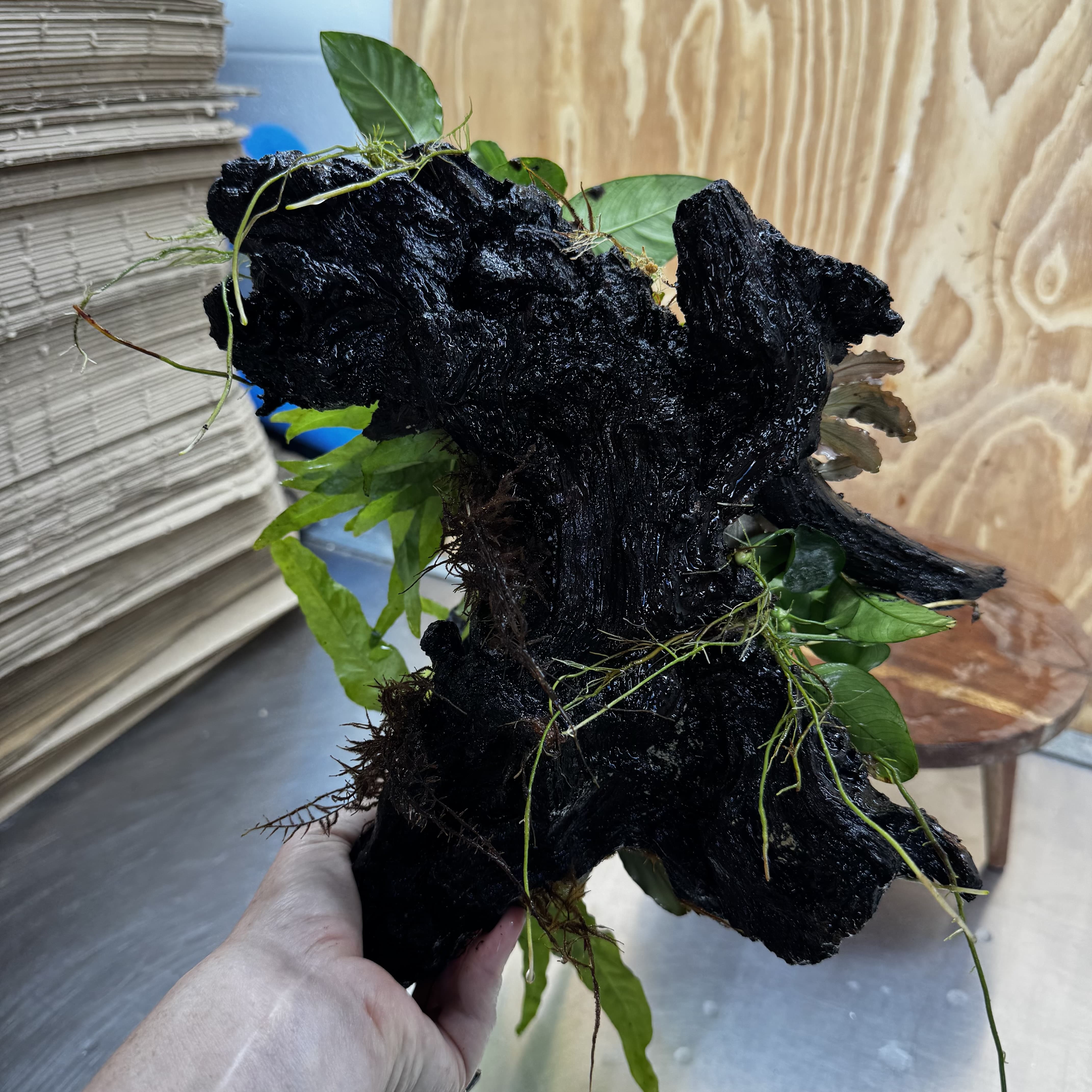 Scapeshop.com.au One Only Double Buce & Double Indo Microsorum (Java Fern) plus Anubias Lucy & Paco Driftwood Creation - One Only Double Buce & Double Indo Microsorum (Java Fern) plus Anubias Lucy & Paco Driftwood Creation - One Only