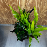Scapeshop.com.au One Only Double Buce & Double Indo Microsorum (Java Fern) plus Anubias Lucy & Paco Driftwood Creation - One Only Double Buce & Double Indo Microsorum (Java Fern) plus Anubias Lucy & Paco Driftwood Creation - One Only