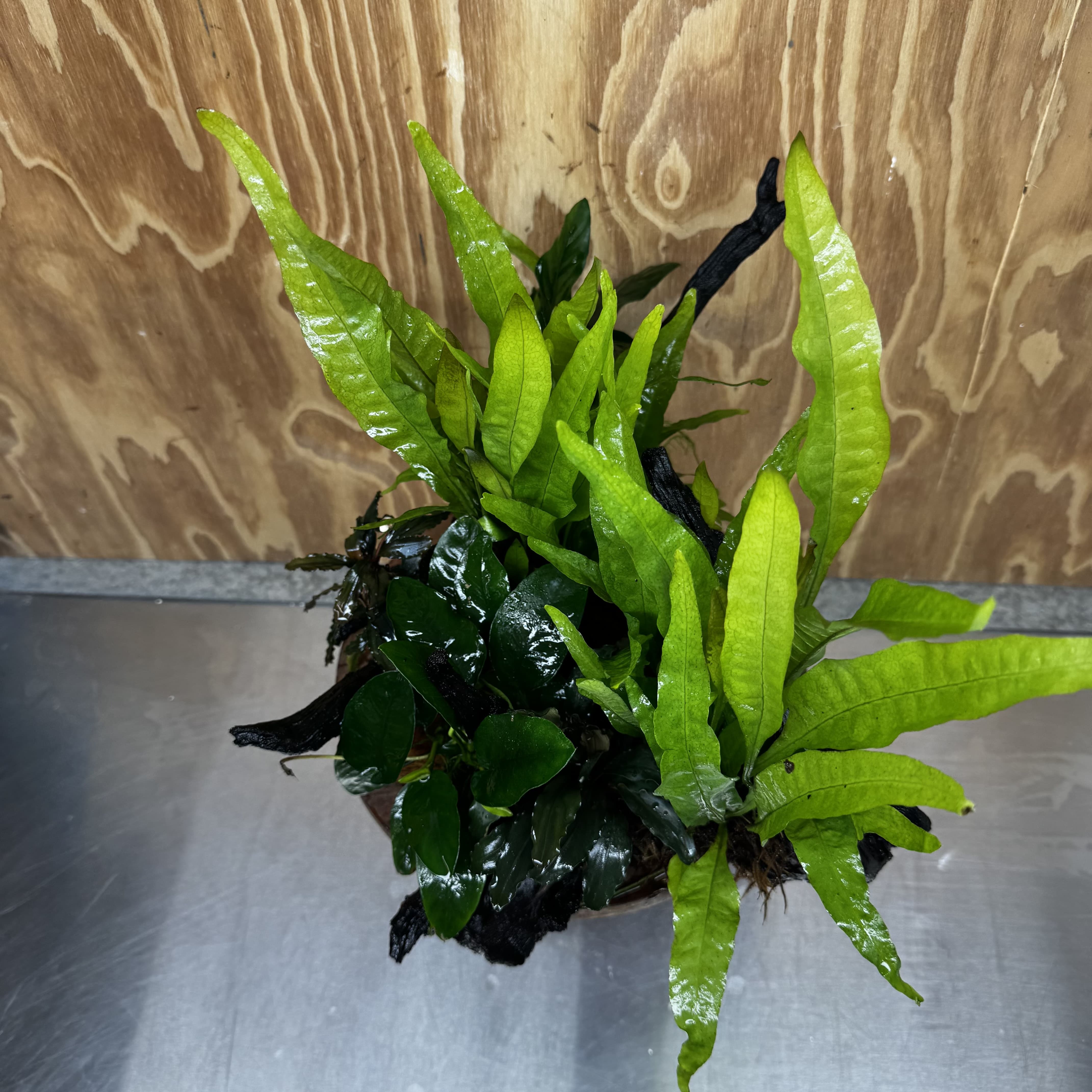 Scapeshop.com.au One Only Double Buce & Double Indo Microsorum (Java Fern) plus Anubias Lucy & Paco Driftwood Creation - One Only Double Buce & Double Indo Microsorum (Java Fern) plus Anubias Lucy & Paco Driftwood Creation - One Only