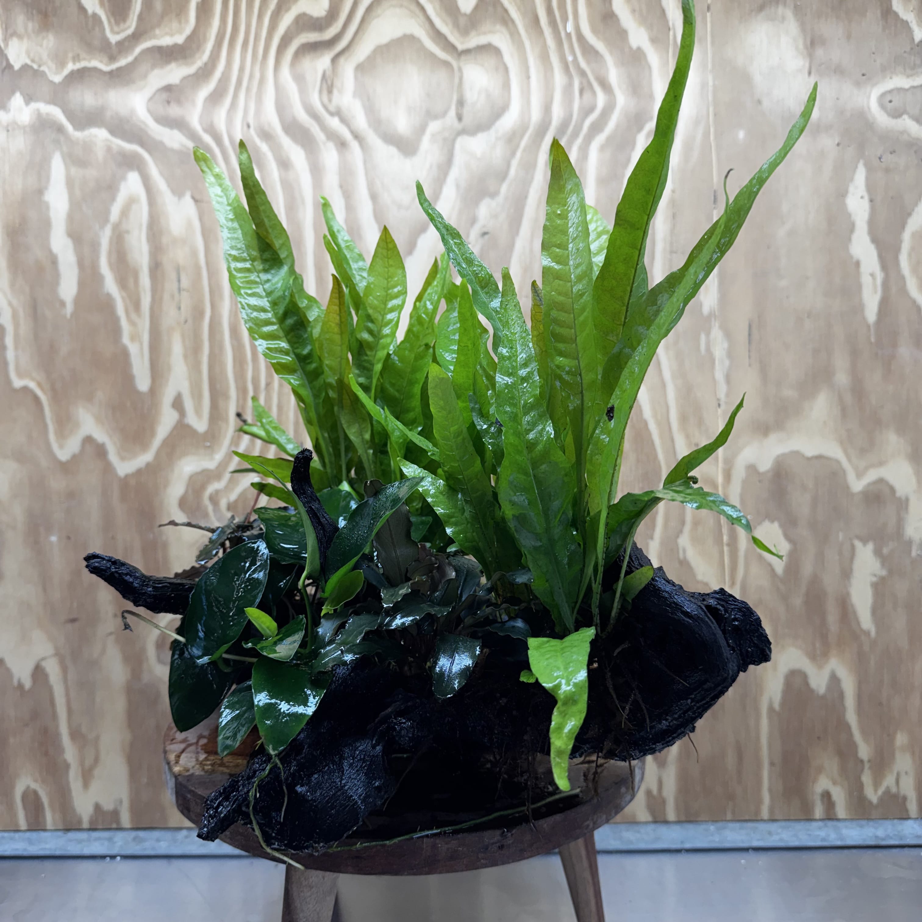 Scapeshop.com.au One Only Double Buce & Double Indo Microsorum (Java Fern) plus Anubias Lucy & Paco Driftwood Creation - One Only Double Buce & Double Indo Microsorum (Java Fern) plus Anubias Lucy & Paco Driftwood Creation - One Only