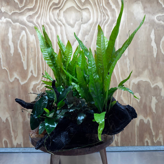 Scapeshop.com.au One Only Double Buce & Double Indo Microsorum (Java Fern) plus Anubias Lucy & Paco Driftwood Creation - One Only Double Buce & Double Indo Microsorum (Java Fern) plus Anubias Lucy & Paco Driftwood Creation - One Only