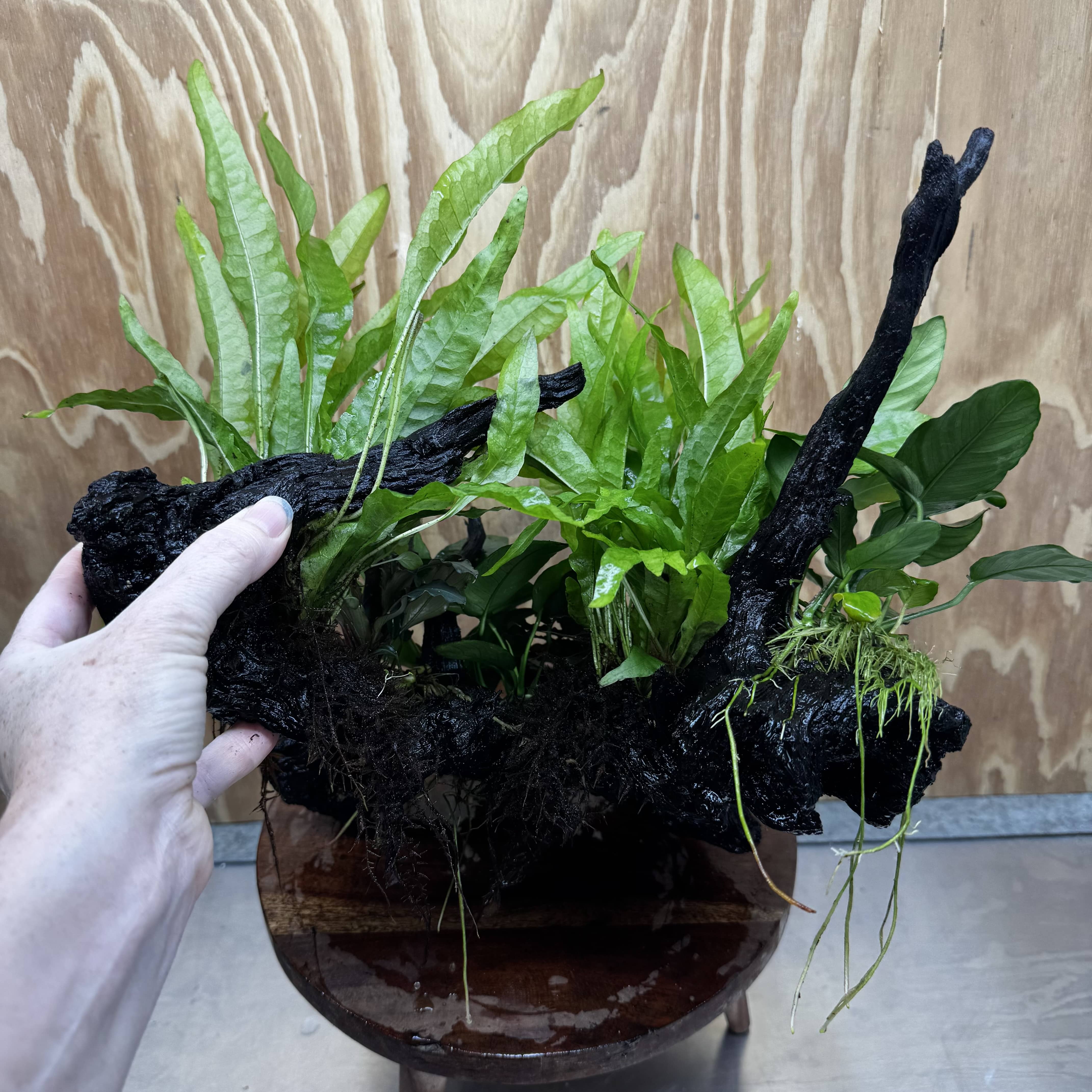 Scapeshop.com.au One Only Double Buce & Double Indo Microsorum (Java Fern) plus Anubias Lucy & Paco Driftwood Creation - One Only Double Buce & Double Indo Microsorum (Java Fern) plus Anubias Lucy & Paco Driftwood Creation - One Only