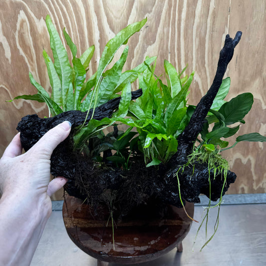 Scapeshop.com.au One Only Double Buce & Double Indo Microsorum (Java Fern) plus Anubias Lucy & Paco Driftwood Creation - One Only Double Buce & Double Indo Microsorum (Java Fern) plus Anubias Lucy & Paco Driftwood Creation - One Only
