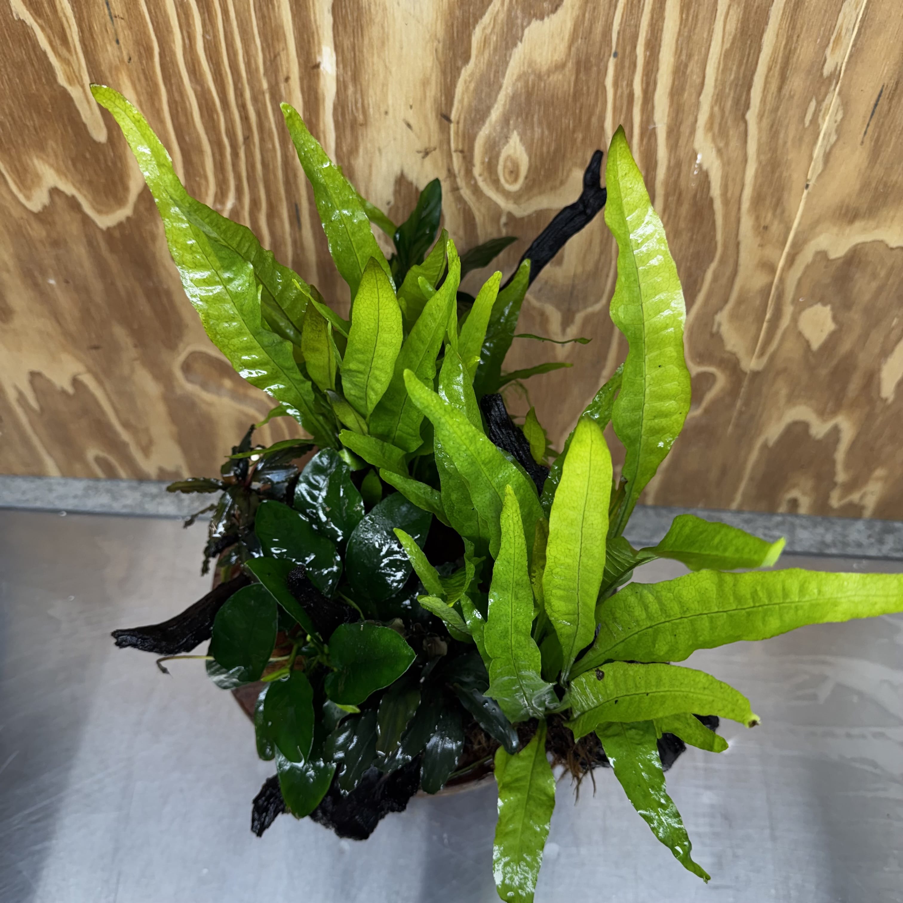 Scapeshop.com.au One Only Double Buce & Double Indo Microsorum (Java Fern) plus Anubias Lucy & Paco Driftwood Creation - One Only Double Buce & Double Indo Microsorum (Java Fern) plus Anubias Lucy & Paco Driftwood Creation - One Only